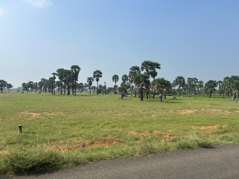  Agricultural Land 80 Acre for Sale in Nanguneri, Tirunelveli