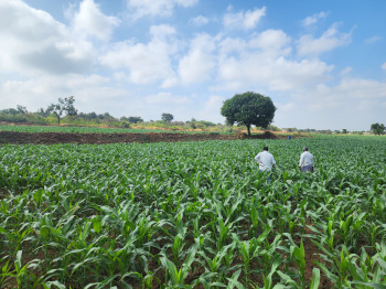  Agricultural Land for Sale in Kerur, Bagalkot