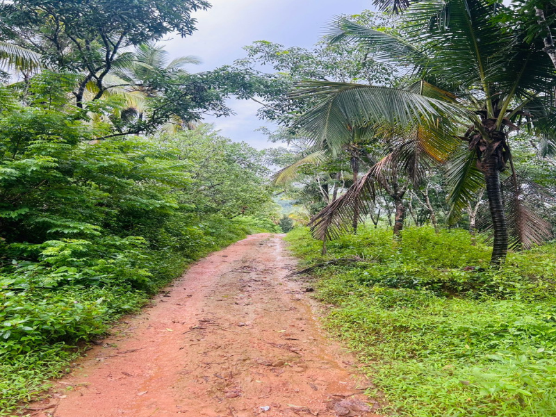  Residential Plot 4 Acre for Sale in Sulya, Dakshin Kannad