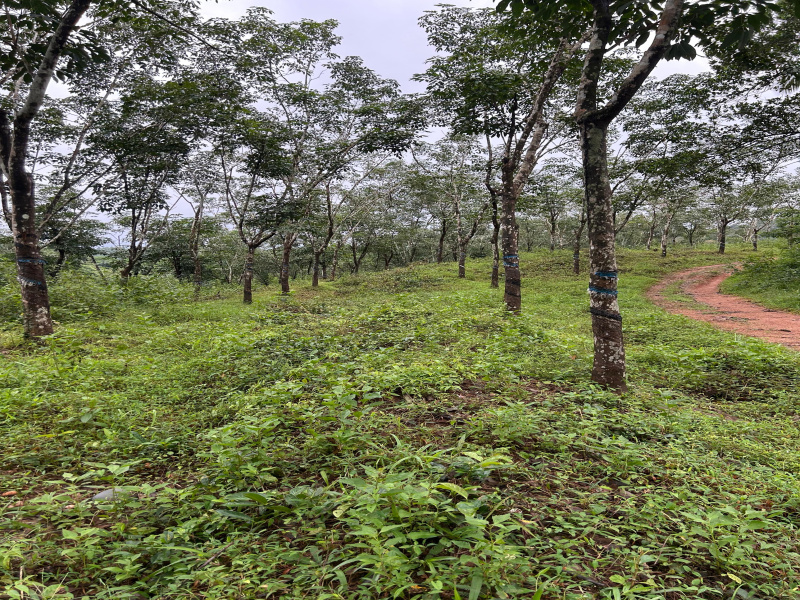  Residential Plot 4 Acre for Sale in Sulya, Dakshin Kannad