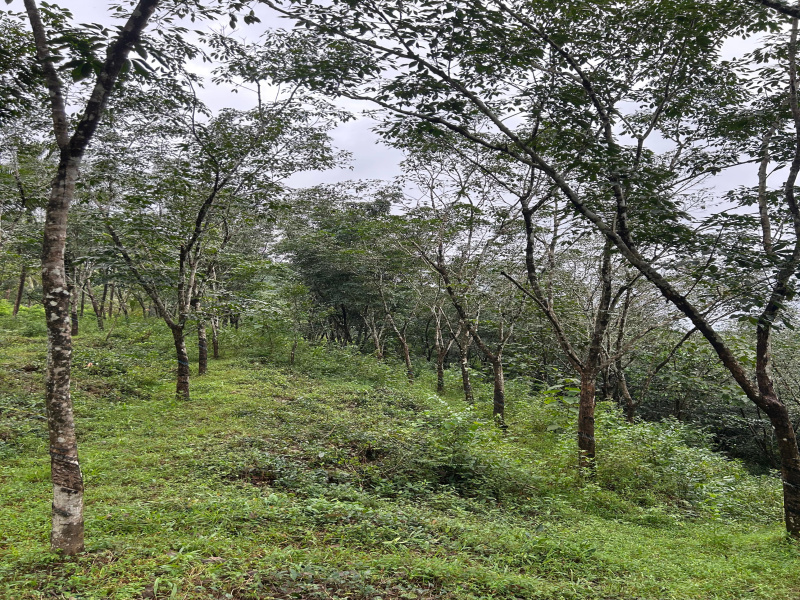  Residential Plot 2 Ares for Sale in Sulya, Dakshin Kannad