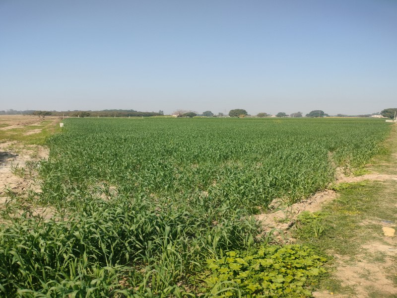  Agricultural Land 5 Acre for Sale in Airport Road, Airport Road, Mohali