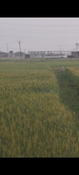  19040 Sq.ft. Commercial Land for Sale in Ramnagar, Varanasi