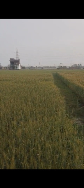  19040 Sq.ft. Commercial Land for Sale in Ramnagar, Varanasi