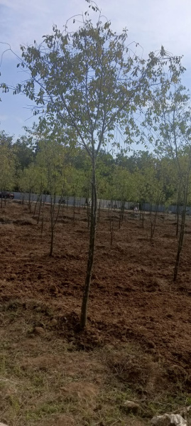  Agricultural Land 200 Sq.ft. for Sale in Bobbili, Vizianagaram