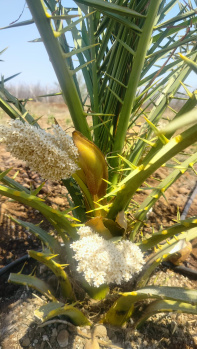  Agricultural Land for Sale in Narayankhed, Sangareddy