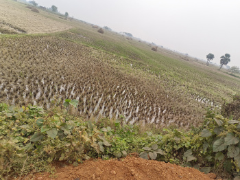  Agricultural Land for Sale in Delanga, Puri