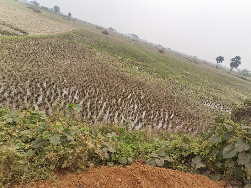  Agricultural Land 80 Dismil for Sale in Delanga, Puri