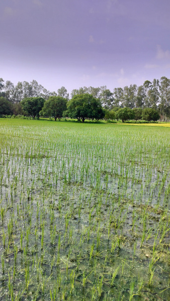  Agricultural Land 6 Hectares for Sale in Tanda, Rampur