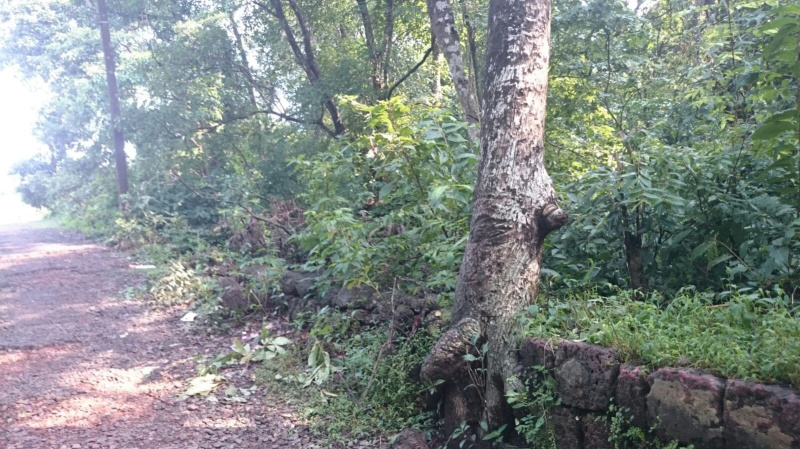  Residential Plot 3213 Sq. Meter for Sale in Cunchelim, Mapusa, Goa