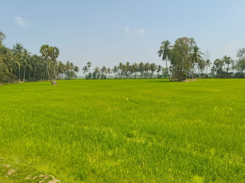  Agricultural Land 2 Acre for Sale in Karapa, Kakinada