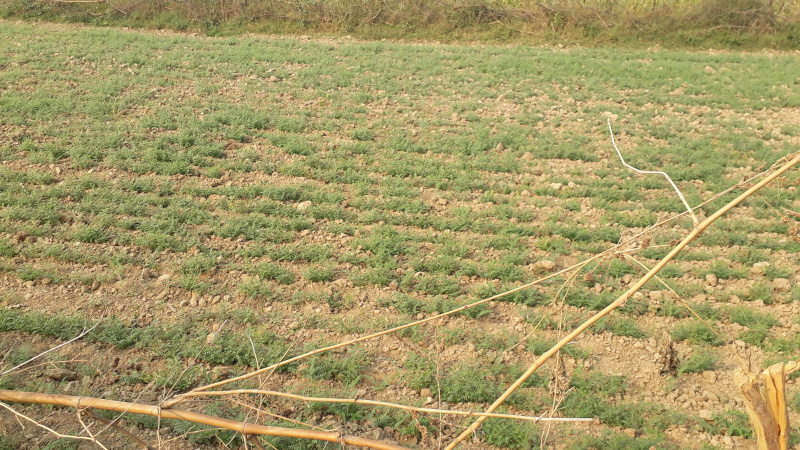  Agricultural Land 3 Acre for Sale in Chakar Nagar, Etawah