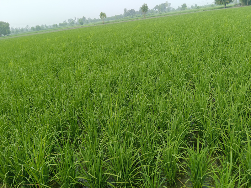  Agricultural Land 52 Bigha for Sale in Ambehta, Saharanpur