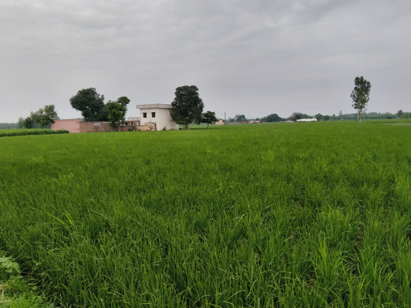  Agricultural Land 52 Bigha for Sale in Ambehta, Saharanpur