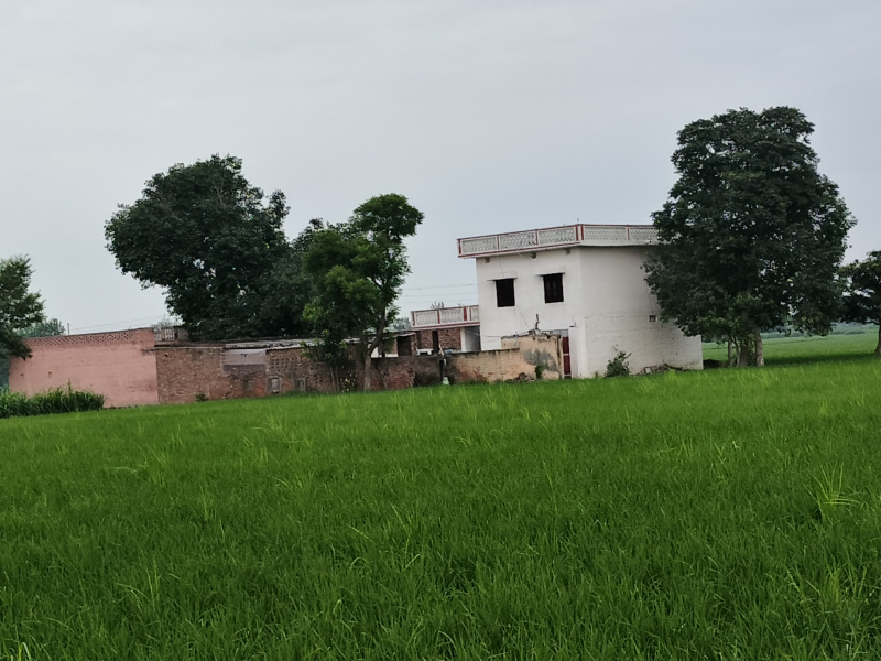  Agricultural Land 52 Bigha for Sale in Ambehta, Saharanpur