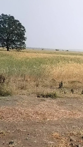  10 Acre Agricultural/Farm Land for Sale in Sehore Road, Bhopal