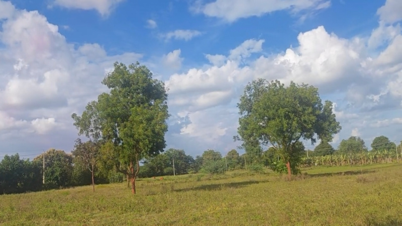  Agricultural Land 2 Acre for Sale in Kanakapura Road, Bangalore
