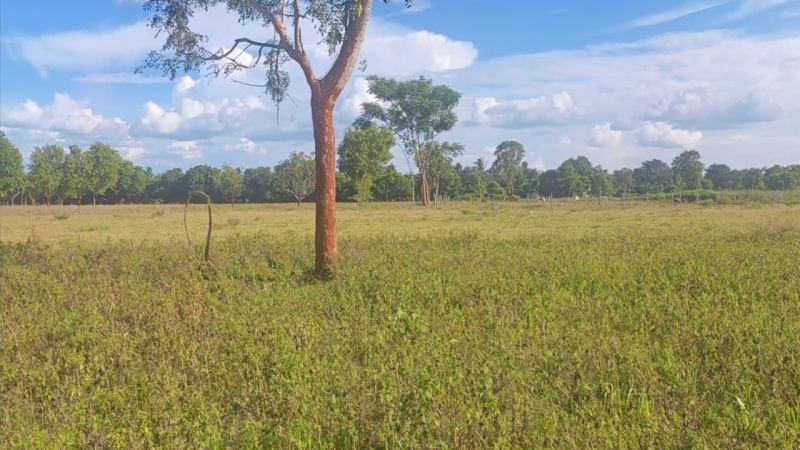  Agricultural Land 2 Acre for Sale in Kanakapura Road, Bangalore