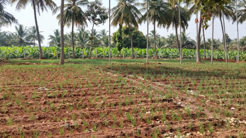  5 Acre Agricultural/Farm Land for Sale in Tumkur Road, Bangalore