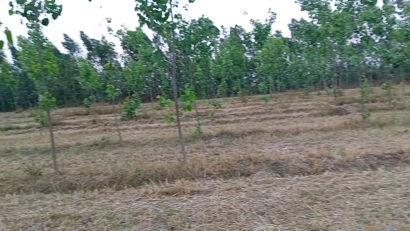  Agricultural Land 14 Acre for Sale in Suar, Rampur