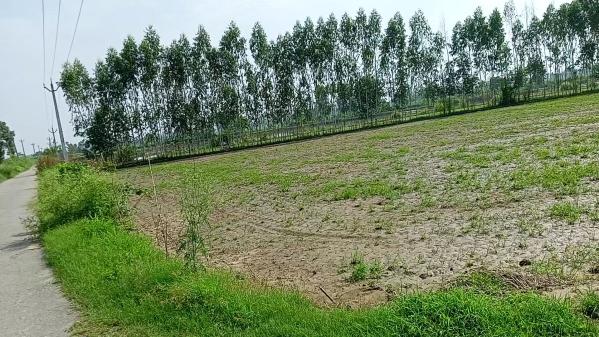  Agricultural Land 14 Acre for Sale in Suar, Rampur