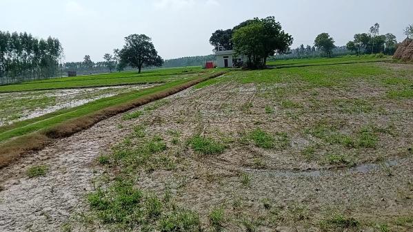 Agricultural Land 14 Acre for Sale in Suar, Rampur