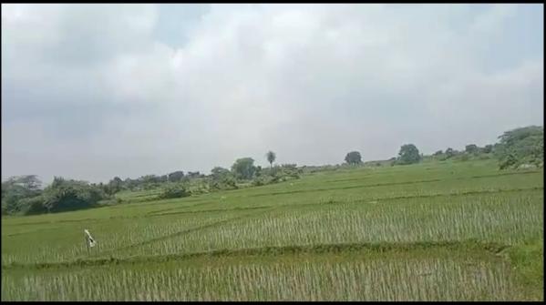  Agricultural Land 5 Acre for Sale in Mahabubabad, Warangal