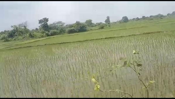  Agricultural Land 5 Acre for Sale in Mahabubabad, Warangal