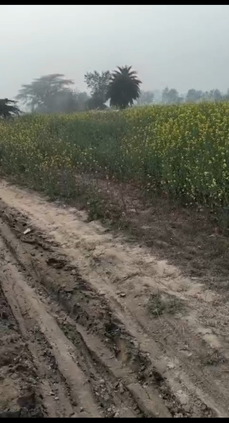  54 Bigha Agricultural/Farm Land for Sale in Shikarpur Bulandshahr