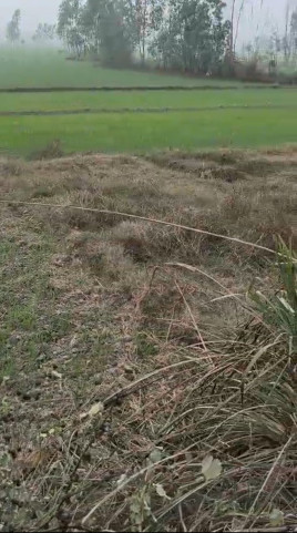  54 Bigha Agricultural/Farm Land for Sale in Shikarpur Bulandshahr