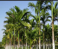  Agricultural Land for Sale in Heggadadevana Kote, Mysore