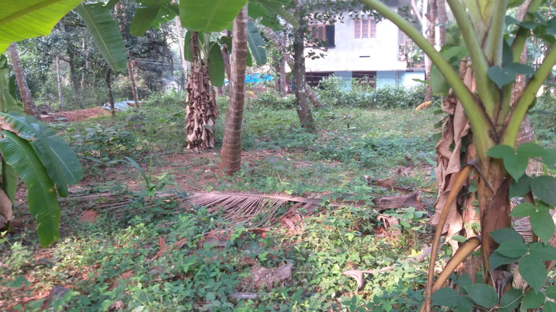  Residential Plot 12 Cent for Sale in Payyoli, Kozhikode