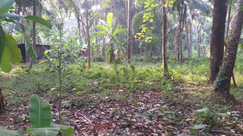  Residential Plot 12 Cent for Sale in Payyoli, Kozhikode