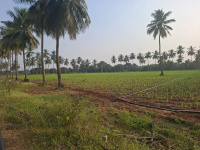  Agricultural Land for Sale in Nuzvid, Krishna