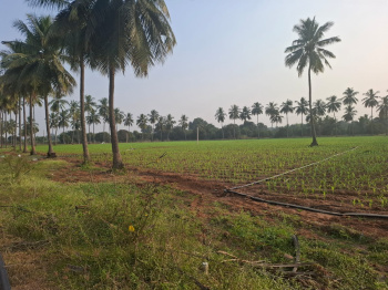  Agricultural Land for Sale in Nuzvid, Krishna