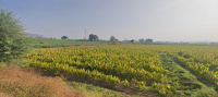 Agricultural Land for Rent in Ambegaon, Pune