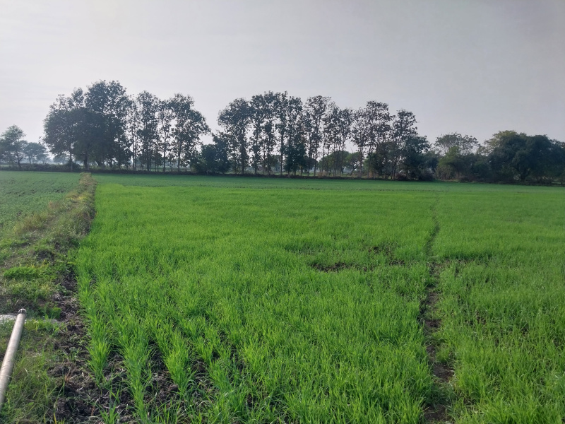  Commercial Land 23000 Sq.ft. for Sale in Bhedaghat, Jabalpur