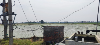  Agricultural Land for Sale in Assandh, Karnal
