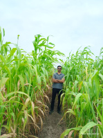  Agricultural Land for Sale in Limbdi, Surendranagar