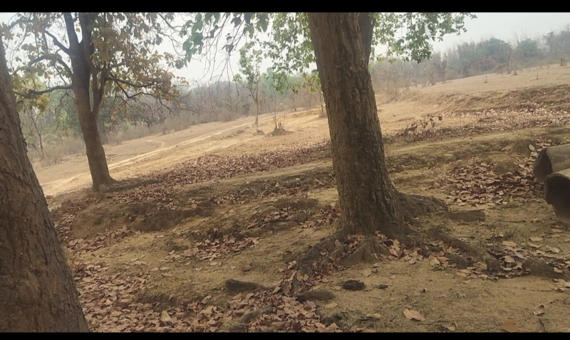  Agricultural Land 4 Acre for Sale in Baihar, Balaghat