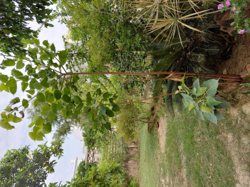  Residential Plot for Sale in New Moradabad