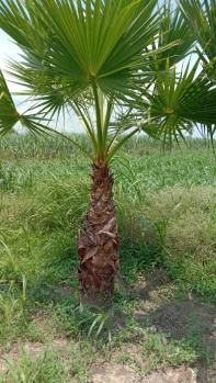 Residential Plot for Sale in New Moradabad