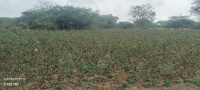  Agricultural Land for Sale in Palamedu, Madurai