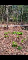  Residential Plot for Sale in Mundur, Palakkad