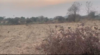  Agricultural Land for Sale in Songadh, Tapi
