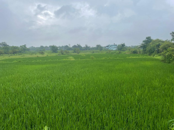  Agricultural Land for Sale in Songadh, Tapi