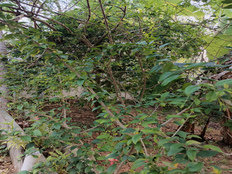  Residential Plot 9 Cent for Sale in Kazhakoottam, Thiruvananthapuram