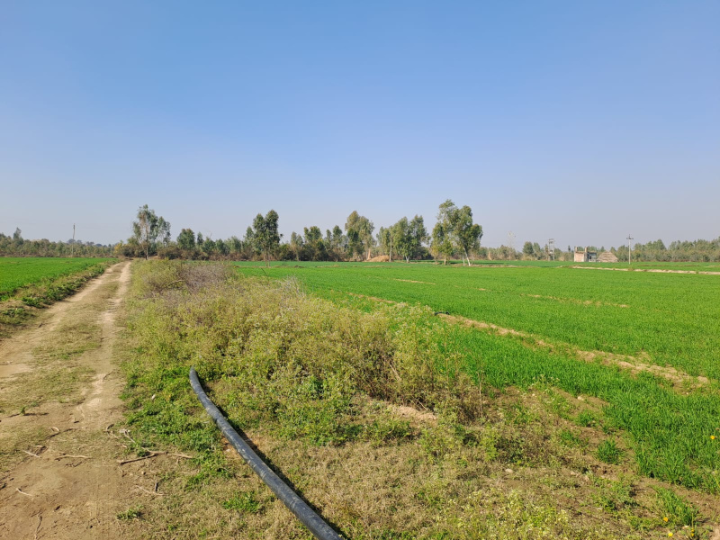  Agricultural Land 1410 Sq. Yards for Sale in GT Karnal Road, Panipat