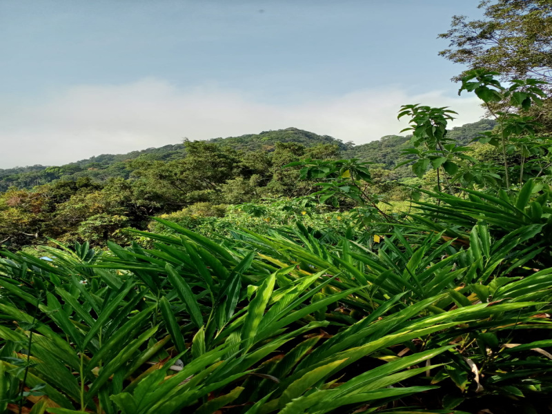  Agricultural Land 130 Acre for Sale in Andipatti Jakkampatti, Theni