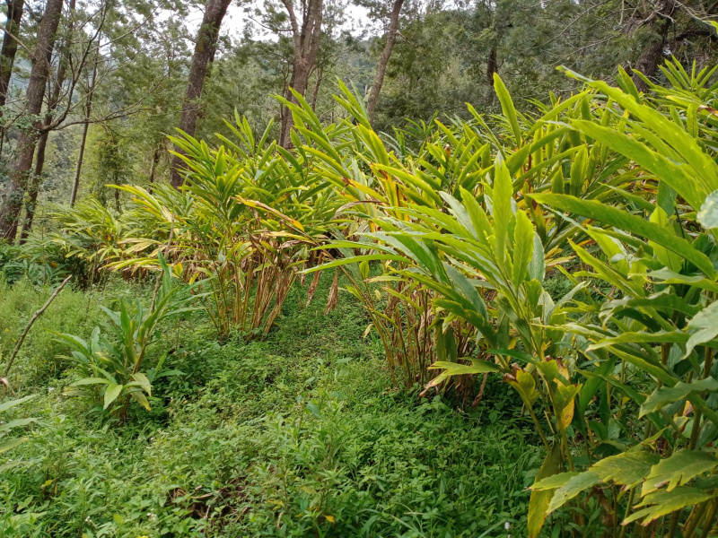  Agricultural Land 130 Acre for Sale in Andipatti Jakkampatti, Theni